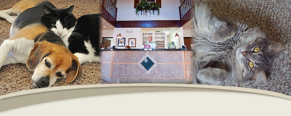 About the Raintree Animal Hospital
