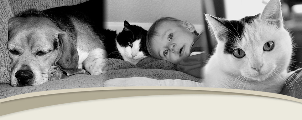 Pet Clinical Medical Trials at Raintree Animal Hospital