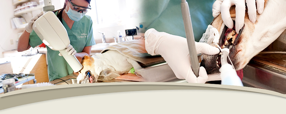 Raintree Animal Hospital