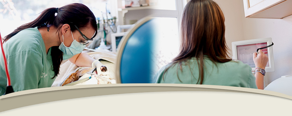 Raintree Animal Hospital