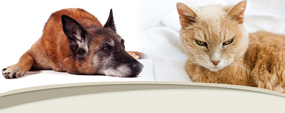 Raintree Animal Hospital