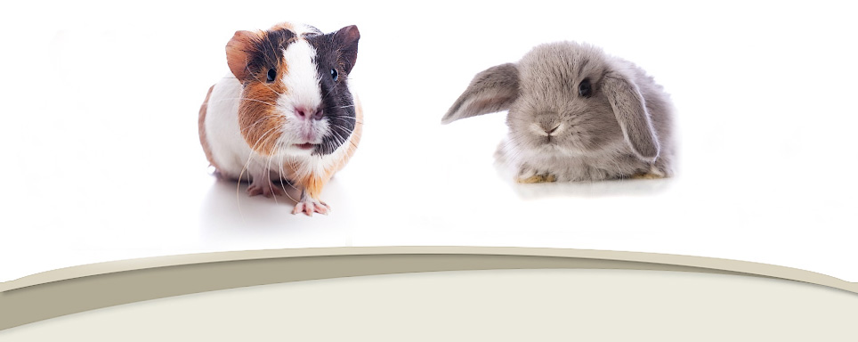 Raintree Animal Hospital