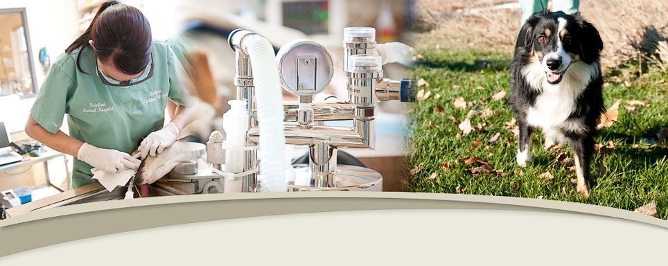 Raintree Animal Hospital - pet care resources