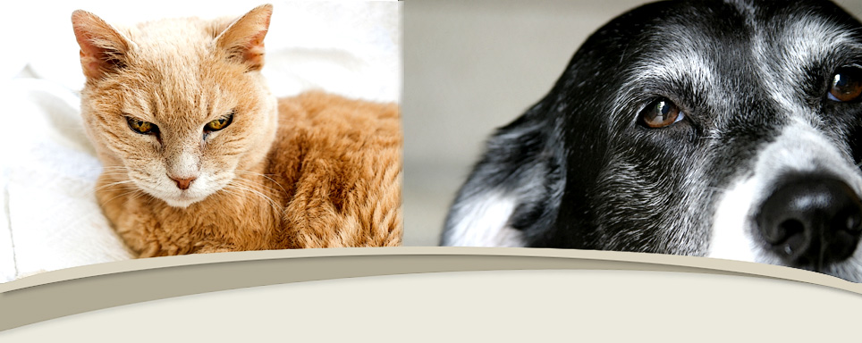 Raintree Animal Hospital