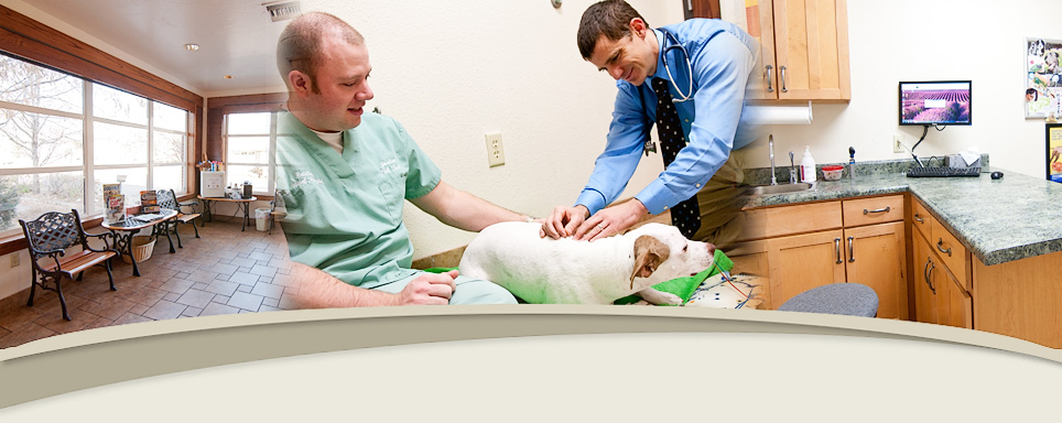 Raintree Animal Hospital - services