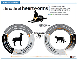 Heartworm Life Cycle