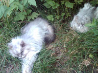 Mischief and Trouble